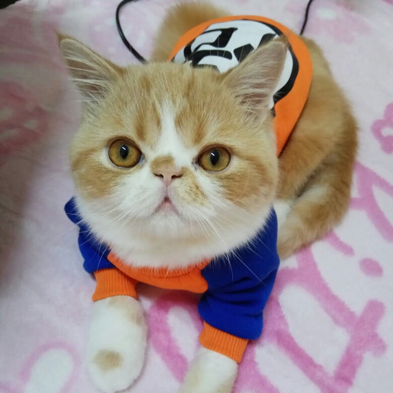 Fashion Pet Cat Costume Summer Cat Vest Hoodie Cozy Mascoats Gotos Clothes for Cats Katten Coat Kedi Clothing Sweatshirt Outfit